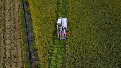 极不平凡的2020，看中国农人乘风破浪