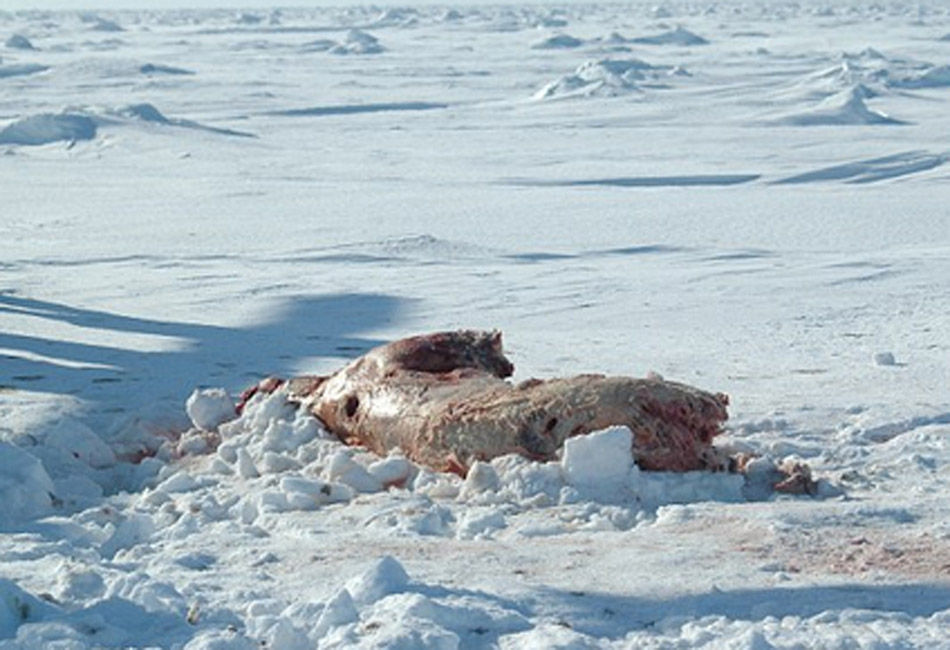 俄罗斯北极熊遭不法分子猎杀尸体被剥皮组图