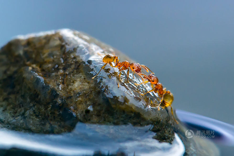 日本摄影师微距抓拍小蚂蚁饮水瞬间