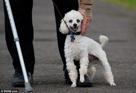 由于路灯灯柱漏电,宠物狗“小虾”在“解手”时不幸触电。