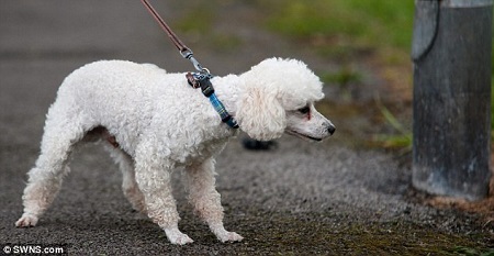 目前,“小虾”的身体已无大碍,但它再也不敢靠近金属灯柱了。