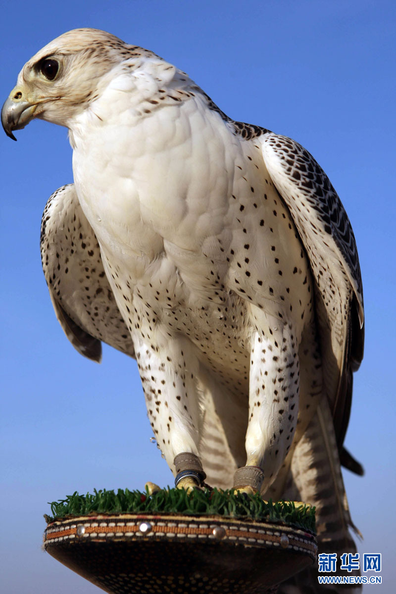阿联酋将举行全球最美最大猎鹰评选活动