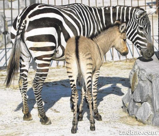 欧洲一动物园迎&ldquo;斑驴&rdquo;宝宝头像驴子腿像斑马