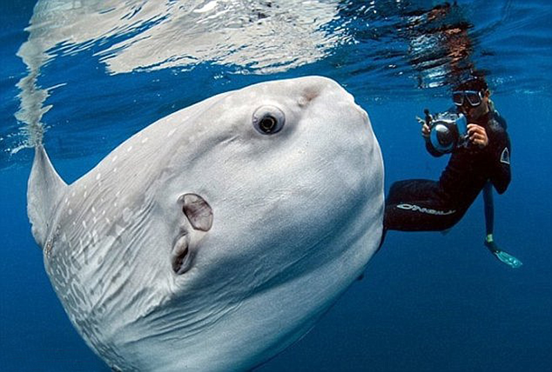 摄影师加州海岸捕捉到罕见翻车鲀鱼水面觅食照