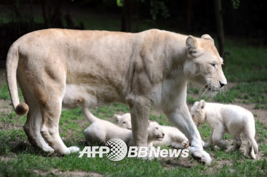 白狮三胞胎幼崽首次公开雄狮变&ldquo;慈父&rdquo;（组图）