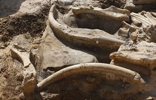 这具猛犸象骨骼已被捐赠给佩罗（Perot）博物馆。