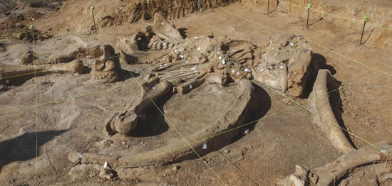 专家们认为这是一头雌象，体型相对较小，约2.7米高，是身体左侧着地死亡的。