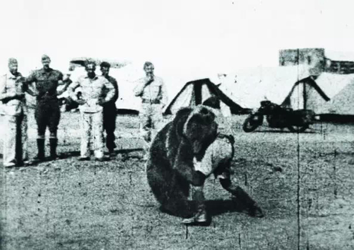 唯一一只参加过二战的熊