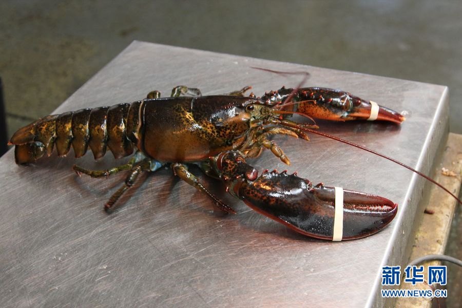 在加拿大新斯科舍省的南部的洛克波特渔港,渔民捕上来的龙虾.