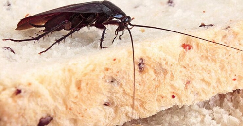 澳大利亚一素食餐厅以&ldquo;不杀生&rdquo;为由拒除蟑螂