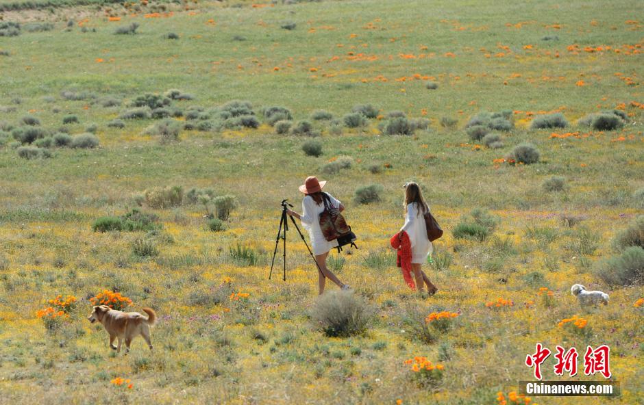 美国加州罂粟保护区受天气影响花开减少