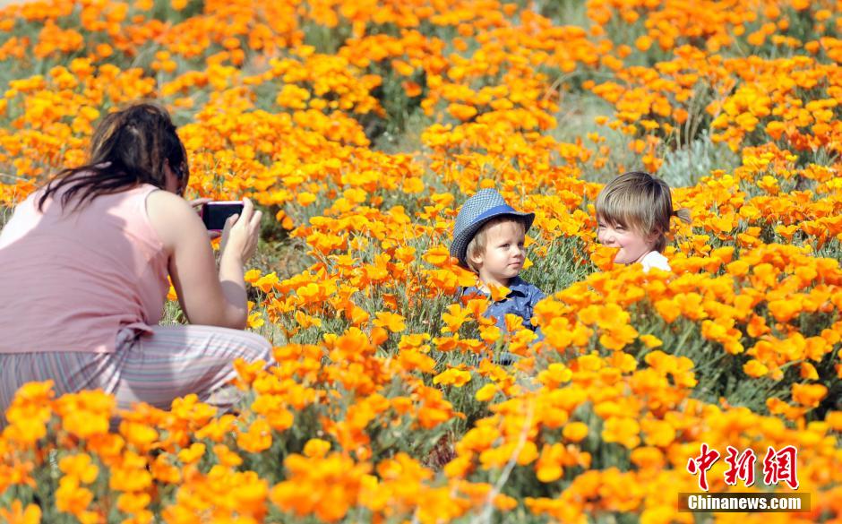 美国加州罂粟保护区受天气影响花开减少