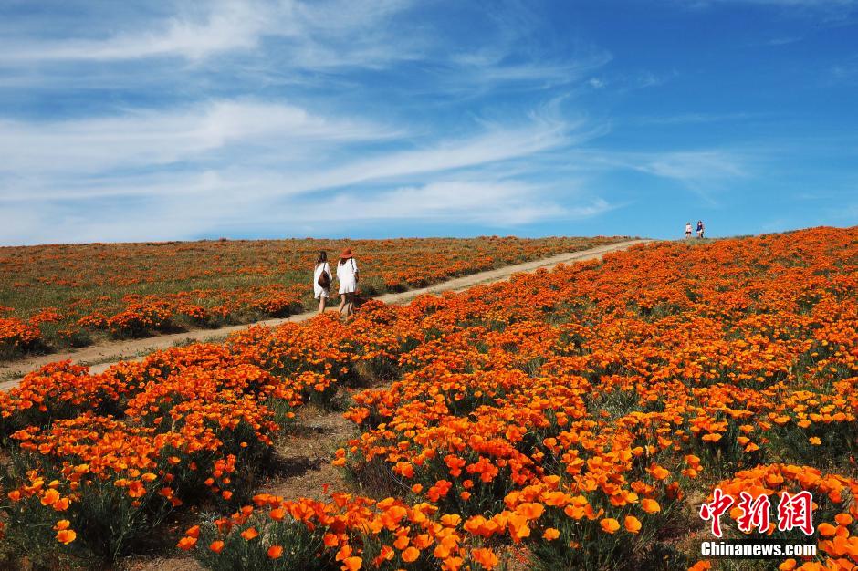 美国加州罂粟保护区受天气影响花开减少