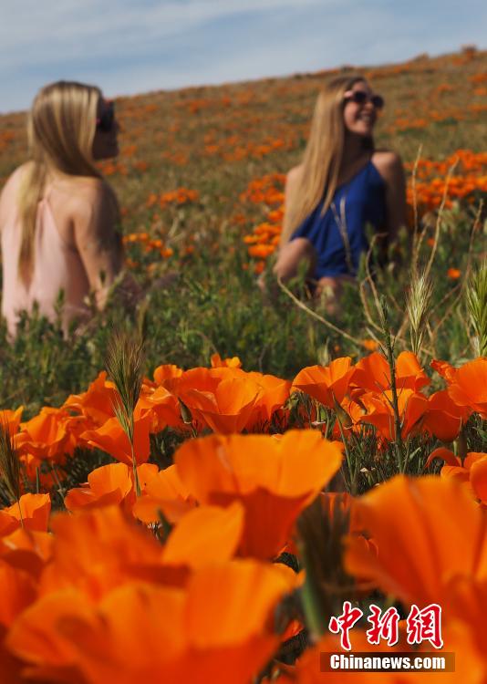 美国加州罂粟保护区受天气影响花开减少