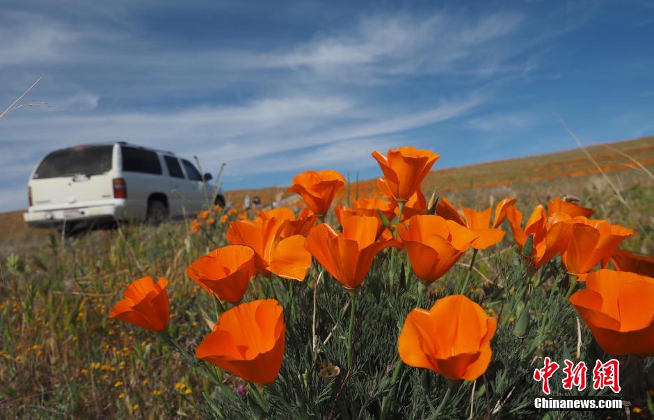 美国加州罂粟保护区受天气影响花开减少