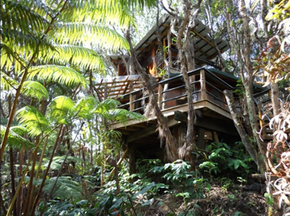 美国男子专职搭树屋起价5万美元高清组图