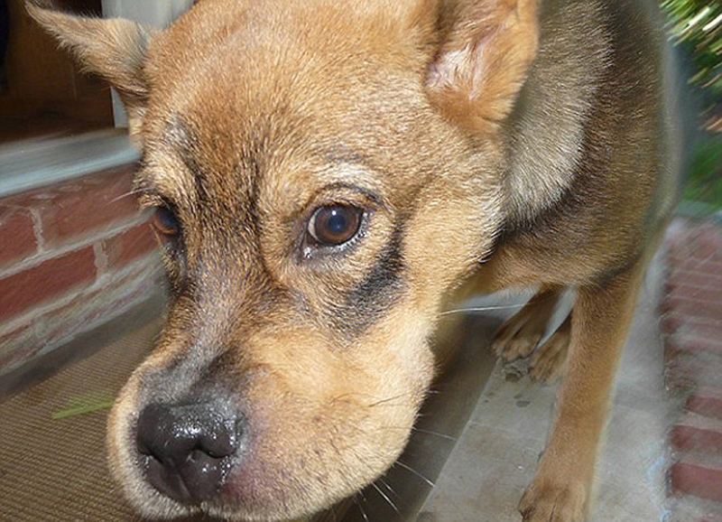 狗狗吃蜜蜂嘴巴肿胀惨状大曝光组图