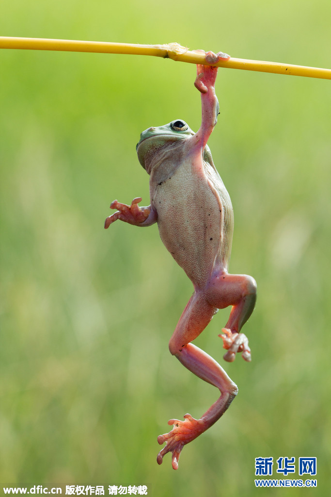 树蛙爱锻炼 上演蛙版宫斗(高清)