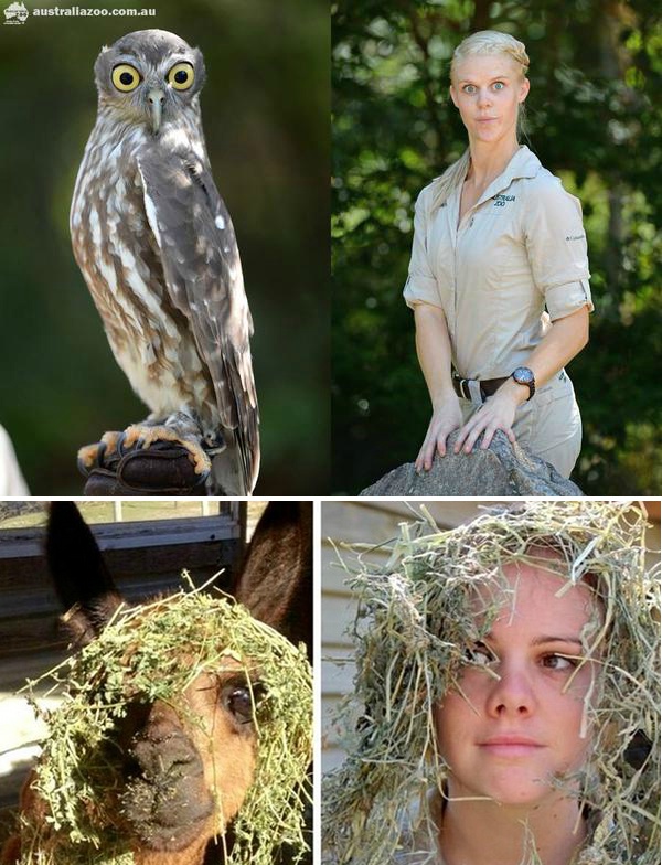 脑洞大开澳大利亚饲养员模仿动物大赛高清