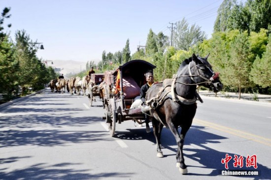 观光马车：城市绿肺中的慢行文化