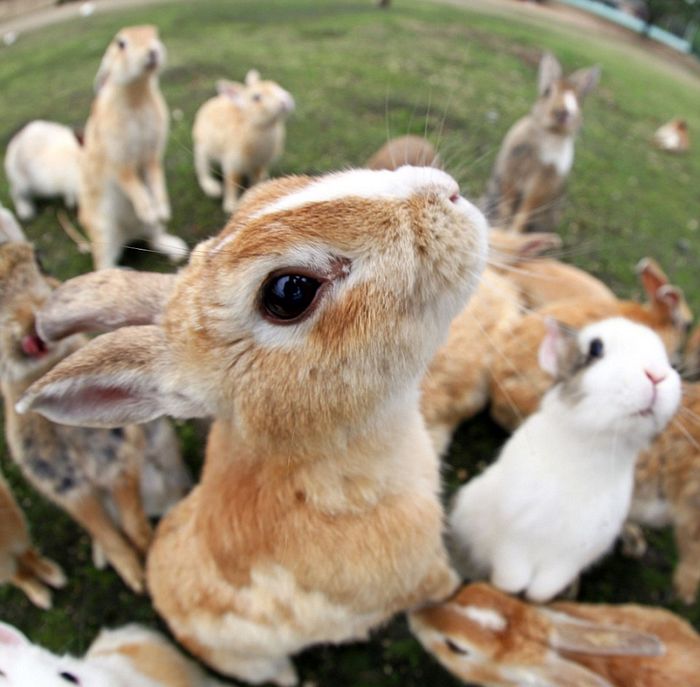 游客日本兔岛体验被兔肉活埋组图