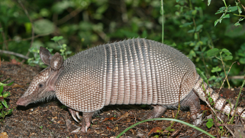 美国一男子枪击犰狳子弹弹回射伤自己下巴（图）