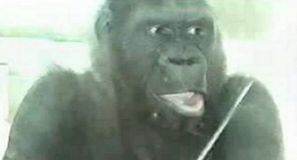 英科学家发现眼白非人类所独有 大猩猩也有眼白