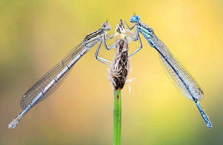 摄影师镜头下造型对称的昆虫(高清组图)