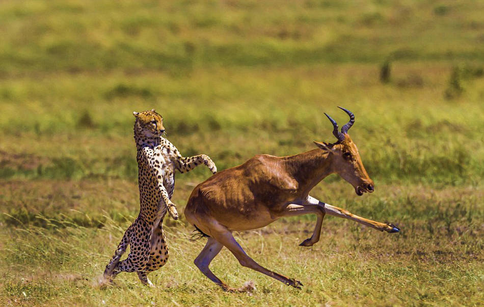 肯尼亚动物摄影师记录羚羊豹口逃生画面(高清组图)
