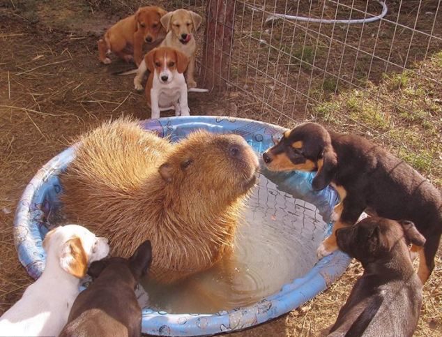 水豚妈妈照顾小狗相亲相爱似家人组图