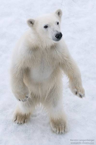 一只骨瘦如柴的北极熊 面容憔悴令人震惊