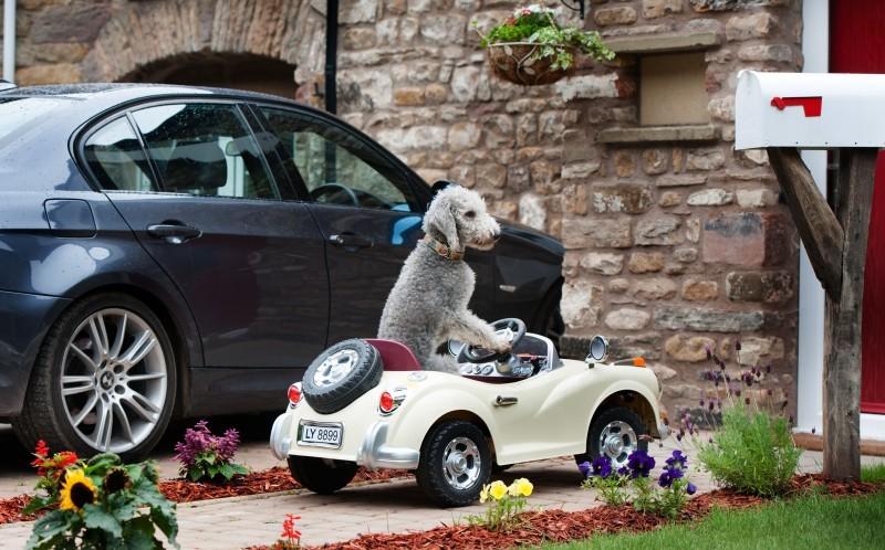 宾利狗 www.xinhuanet.com