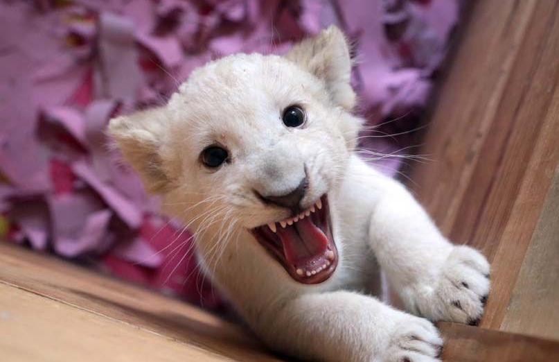 墨西哥小白狮子萌萌哒喂奶时满脸陶醉组图