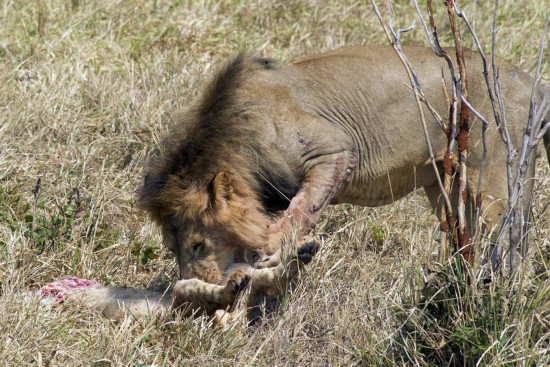 师在坦桑尼亚塔兰吉雷国家公园拍下了一头公狮子撕扯小狮子的血腥场面