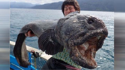 日本男子遇巨型怪鱼。