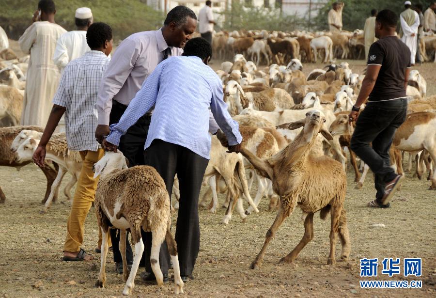 一年一度的宰牲节到来,苏丹首都喀土穆活羊交易价格较往年增涨明显