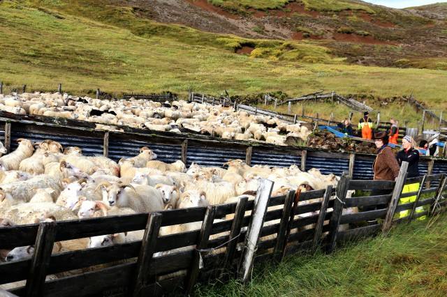体验冰岛独特的"圈羊节"(组图)