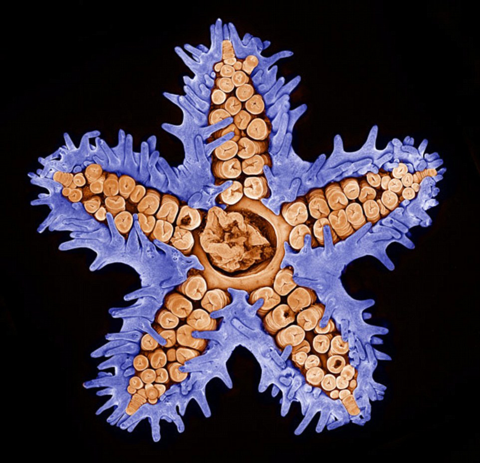 细腻之美:尼康微观世界摄影大赛获奖作品(组图)