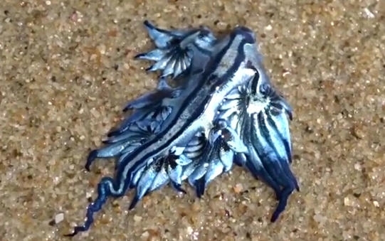 澳海滩现奇特生物 细数地球上那些神奇四不像（图）