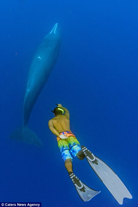 照片记录潜水员与抹香鲸的&ldquo;亲密瞬间&rdquo;