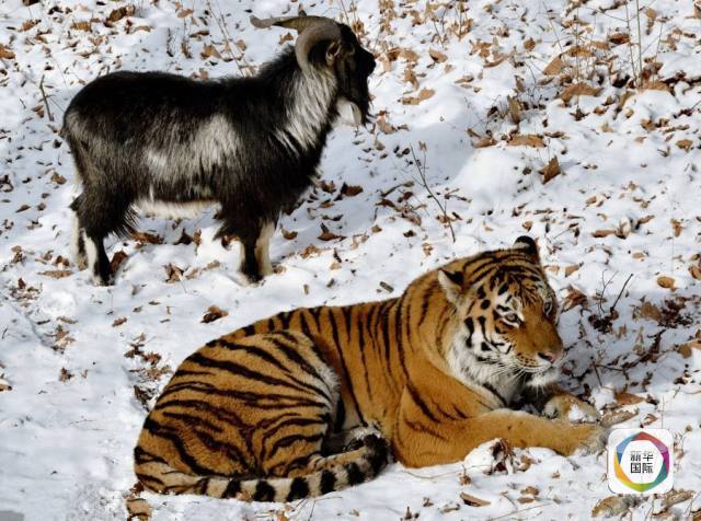 老虎和山羊成密友一起散步一起住