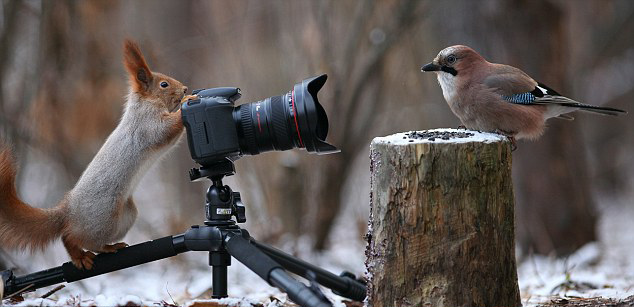 俄摄影师抓拍红松鼠为小鸟拍照有趣瞬间组图