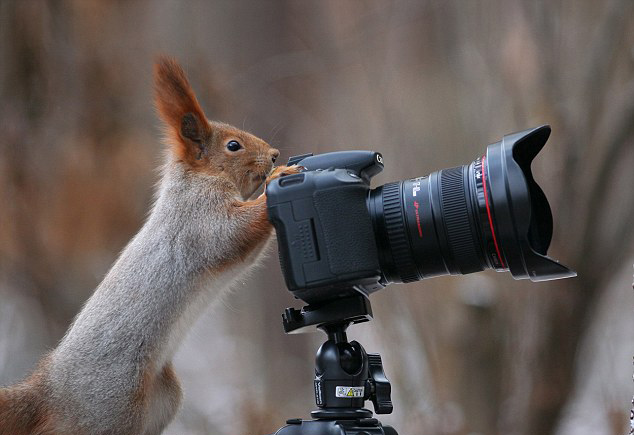 要这些小动物摆出预期的姿势可不是一件容易的事,瓦迪姆称,自己要花很