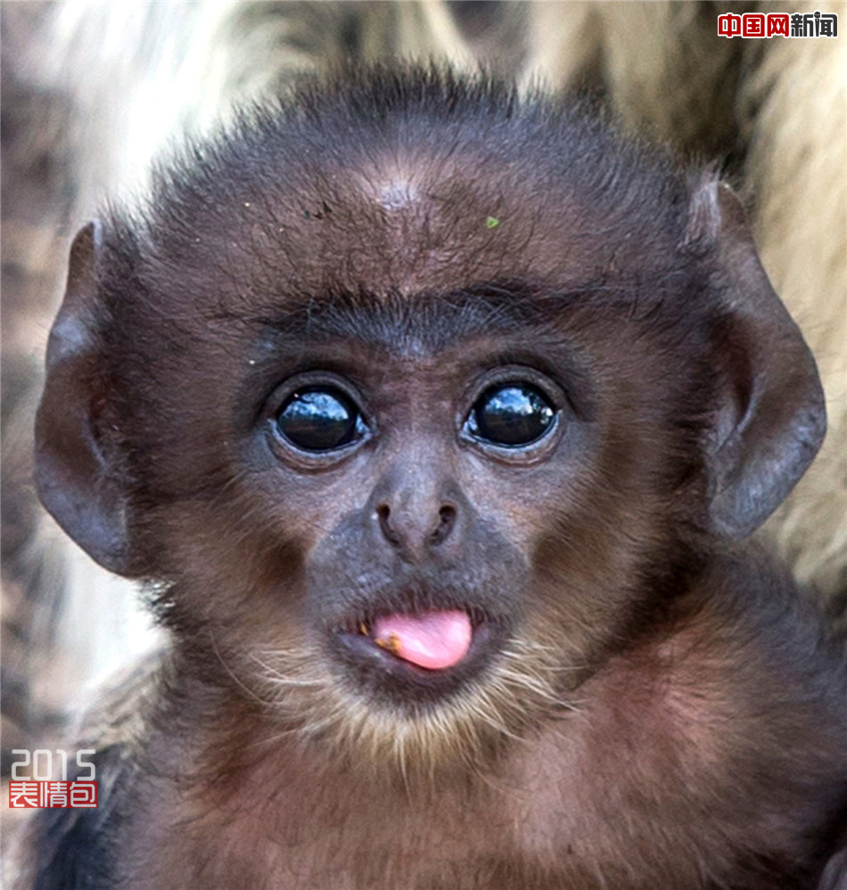 图为一只小龄猴搞怪把自己的舌头吐出来.