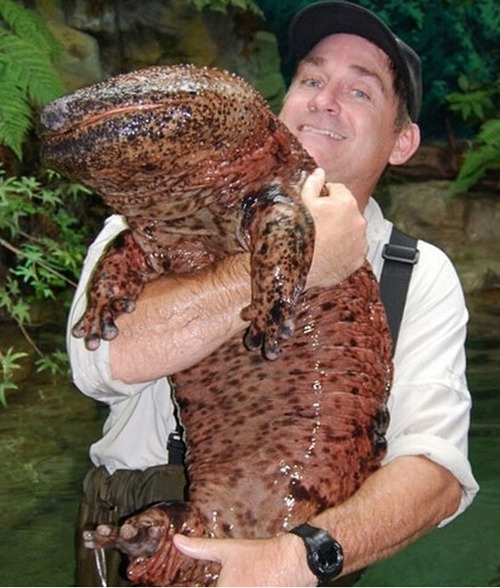 渔民钓起240斤重巨型鲶鱼 盘点惊骇巨型生物(组图)