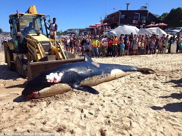 虎鲸在南非海滩搁浅死亡 胃里塞满垃圾
