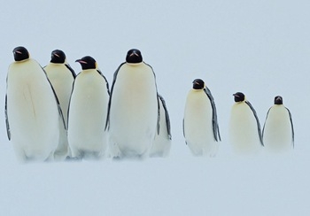 帝企鹅群相拥取暖 揭秘暴风雪后企鹅们的艰难生活(组图)