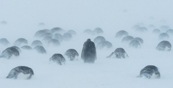 帝企鹅群相拥取暖 揭秘暴风雪后企鹅们的艰难生活(组图)