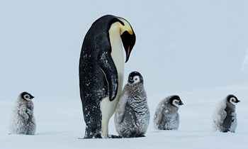 帝企鹅群相拥取暖 揭秘暴风雪后企鹅们的艰难生活(组图)