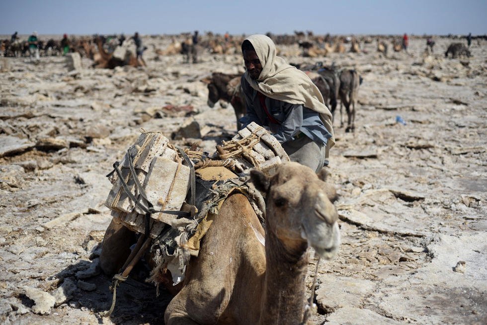 埃塞俄比亚古老的盐矿贸易 一块盐卖1元多